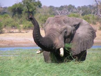 Featured is a photo of an elephant munching on grass along the Okavango Delta in Botswana; photographer unknown.